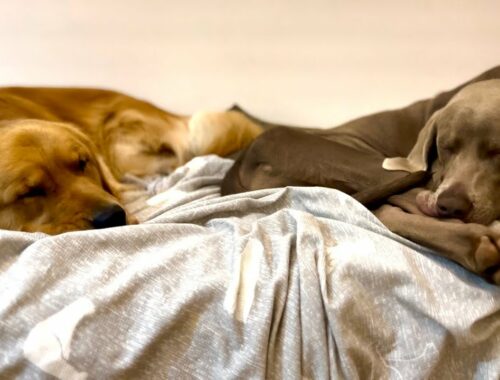 愛犬と癒しの時間。ゴールデンレトリバーとワイマラナーの子犬