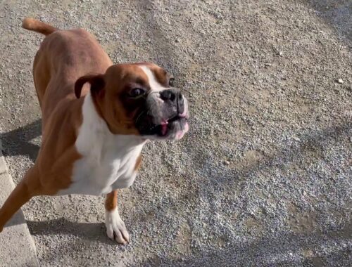 里親募集　ボクサー犬「ビロ」くん　静岡県浜松市のブリーダー