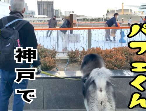 【アラスカンマラミュート】大型犬のパフェくん　神戸で初キス♡