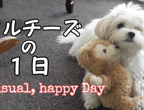 抱っこ犬マルチーズのハッピーな一日｜河津桜｜年を重ねてから始めるバレエ【Ｖｌｏｇ】