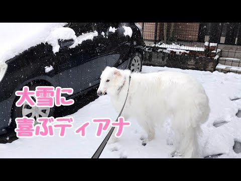 【名古屋】数年ぶりの大雪に喜ぶ大型犬ボルゾイディアナ