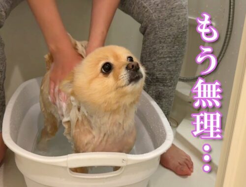 大嫌いなお風呂で感情を失った愛犬が可愛い…笑