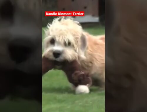 Dandie Dinmont Terrier #shorts #terrier