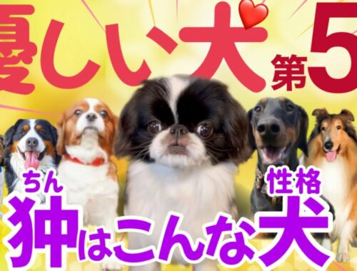 性格が優しい犬種ランキング【第5位】日本犬狆の性格❤️