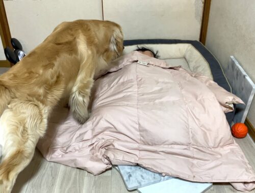 散歩から帰って来たら、自分の寝床で３歳児が就寝していたときの愛犬の反応w