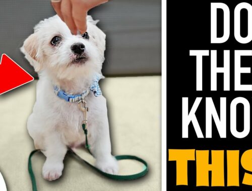 The FIRST 3 Things Your Puppy NEEDS To Learn!