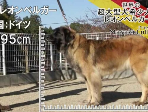 レオンベルガー　世界の超大型犬希少犬