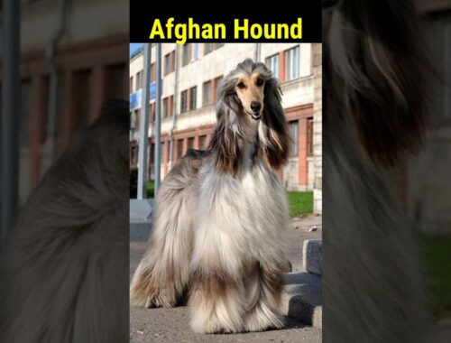 Afghan Hound Dog 🐕 #shorts #animal #facts #dog #afghanhound 🐶