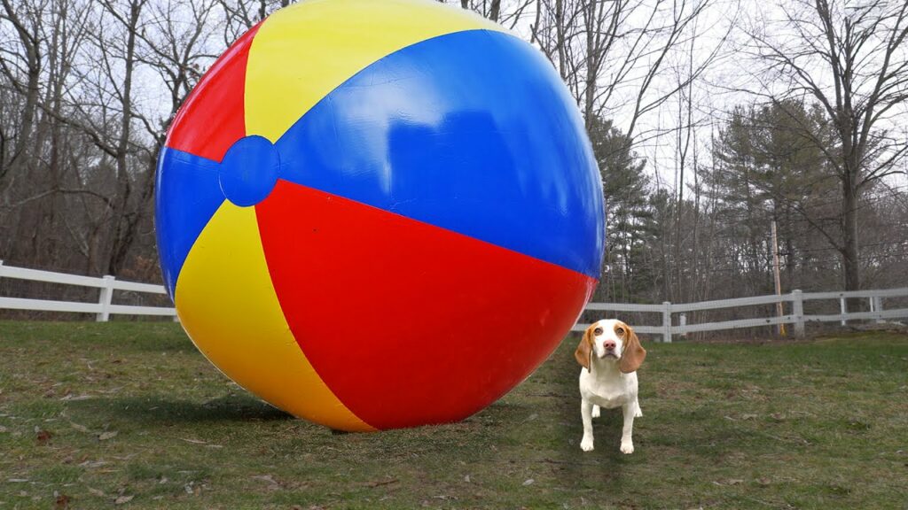 Puppy vs Gigantic Beach Ball Prank: Funny Puppy Dog Indie Gets HUGE Surprise Puppy vs Gigantic Beach Ball Prank: Funny Puppy Dog Indie Gets HUGE Surprise