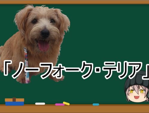 【ゆっくり解説】犬種３１：ノーフォーク・テリア