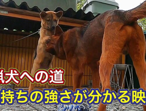 この動画をご覧になれば、熊野地犬の子犬アスカの猟犬としての可能性が非常に高いことが分かります。