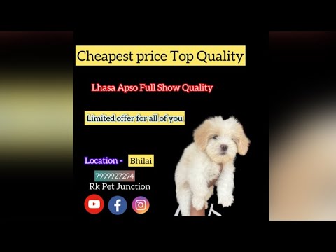 | Best Quality | Lhasa Apso Best Price #shorts #youtubeshorts #youtubechannel #bhilai #raipur