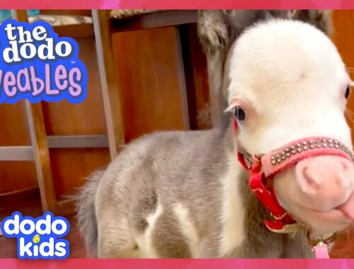 This Tiny Horse Is As Small As A Puppy (And Acts Like One!) | Dodo Kids | Loveables