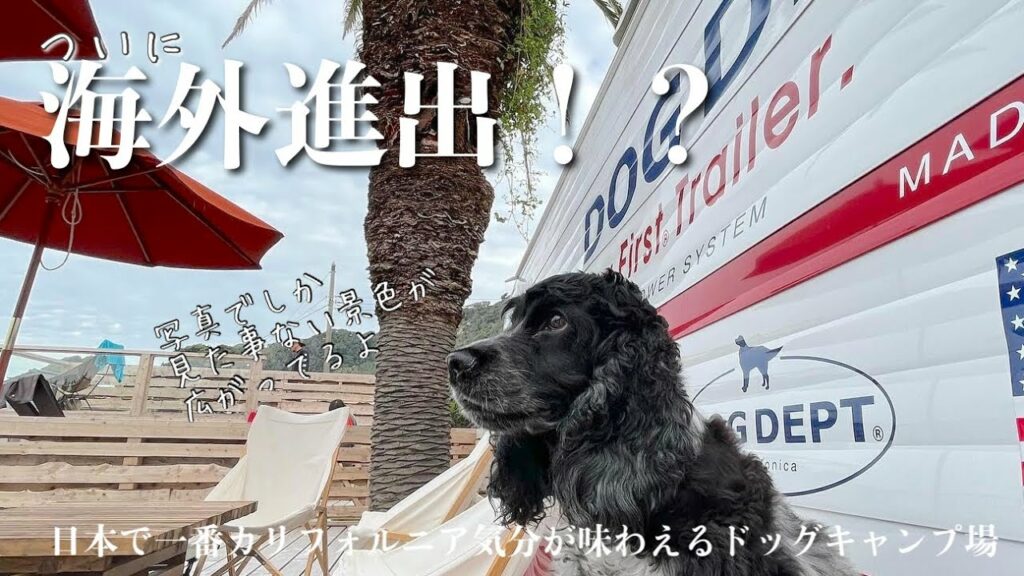 【キャンプ#４】まるでカリフォルニア！ドッグデプトキャンプ場　イングリッシュコッカースパニエル「みみ」 の気持ち
