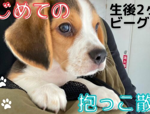 【生後2ヶ月 ビーグル 子犬】はじめての抱っこ散歩 | beagle puppy first walkig