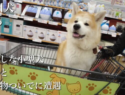 秋田犬ともぐら家族　はる、買い物ついでに遭遇、仲良し小型犬集団