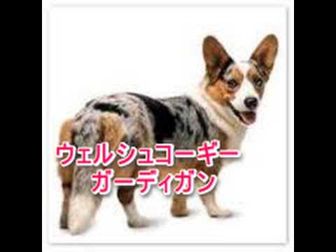 【犬図鑑】ウェルシュコーギーカーディガン