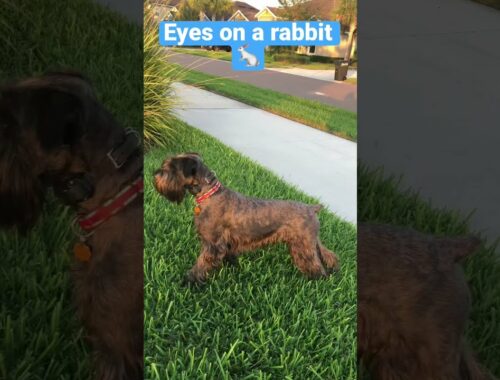 Standard Schnauzer Rabbit Chase and Off-leash Recall! #shorts