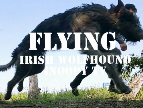 【FLYING】IRISH WOLFHOUND アイリッシュ ウルフハウンド 超大型犬