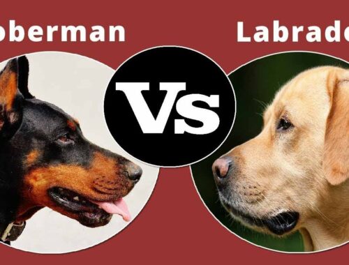 Labrador vs Doberman | Who is the winner?