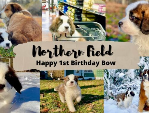 セントバーナード ボウ 1歳の誕生日おめでとう！【字幕なし】超大型犬 3頭と カナダで田舎暮らし・海外生活