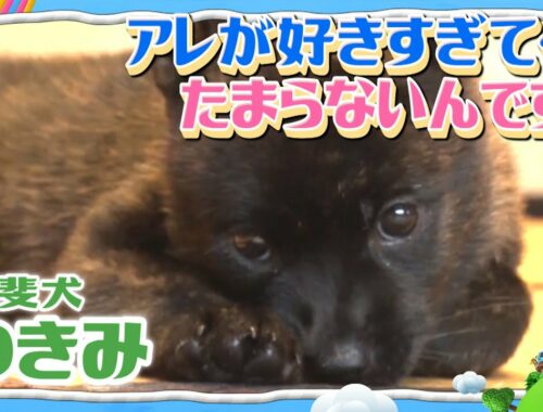 スタッフ困惑！？甲斐犬つきみ（０歳）が大好きすぎるものとは？【みんなのどうぶつ園公式】Japanese dogs, Kai-inu's favorite thing! CUTE ANIMALS