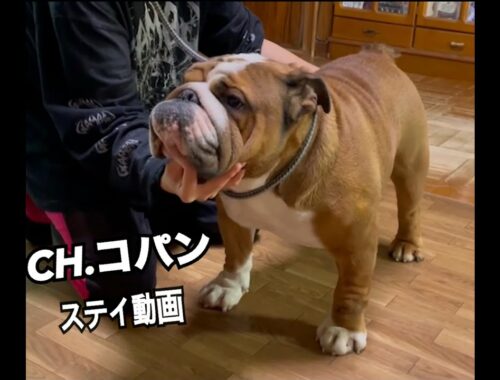 #ブルドッグ#ブルドッグブリーダー#EAST JAPAN KOYAMA犬舎#510 チャンピオン犬コパン🐶ステイ風景！