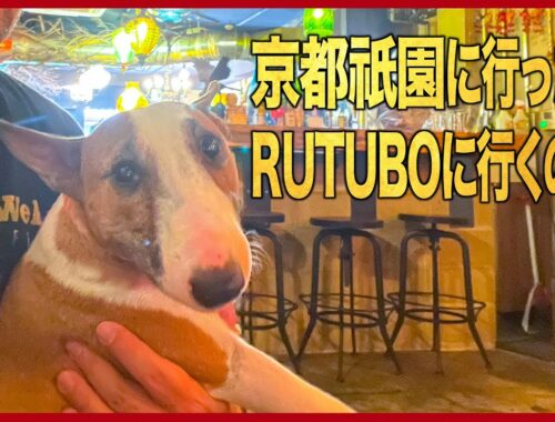 ［ブルテリア］Miniature Bull Terrier  京都祇園に行ったらRUTUBOに行くのだ！ Gion Izakaya RUTUBO with Heidi