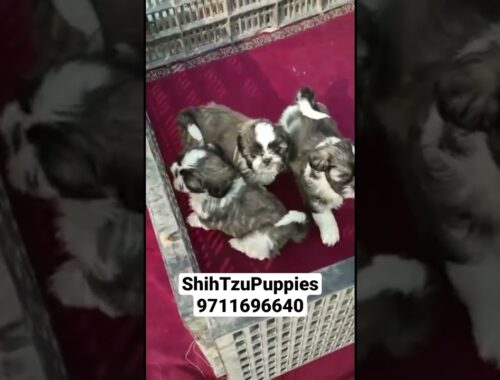 Shih Tzu Puppies 🐶 Available 9711696640 #dog#pets #shihtzudog #shihtzu #shihtzukennel #toy_pom