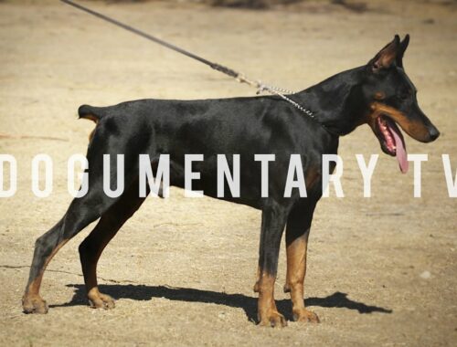 DOBERMAN PINSCHERS ARE THE WATCH DOG FOR THE WHOLE FAMILY