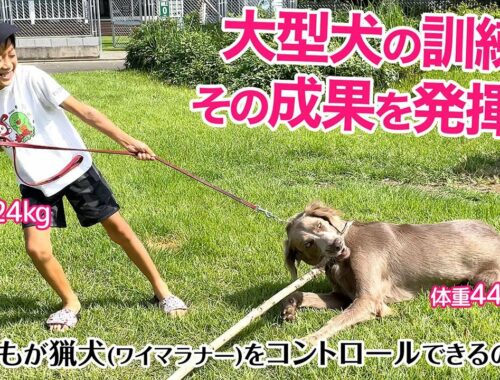 【大型犬のトレーニング】猟犬ワイマラナーのジョイ、犬の学校で学んだ成果を発表します！体重差20kgの息子はジョイを手なずけられるのか！？
