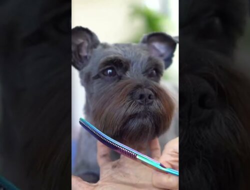 SCHNAUZER GROOMING  ❤️ Puppy style haircut - Short eyebrow