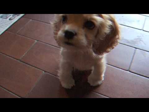 アメリカンコッカースパニエル 子犬 2ヶ月~6ヶ月