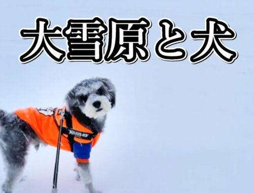 北海道の大雪原ではしゃぐミニチュアシュナウザー伝助さんと体力が限界の飼い主