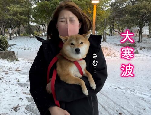 寒さに震えて歩けなくなった柴犬を抱き抱えてすぐ避難しました。