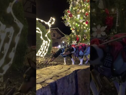 Basenjis in Helen GA! #Barkless #Dogs￼ ￼#Dog ￼#Christmas #Helen #HelenGeorgia #basenji ￼