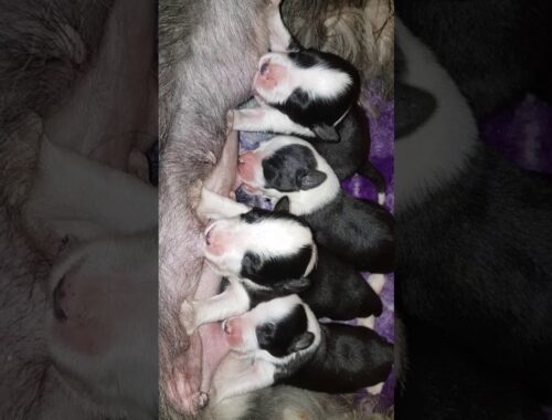 Bearded Collie puppies  - 5 days old