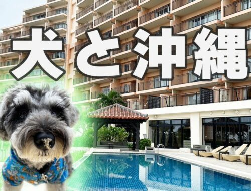 沖縄の愛犬と泊まれるホテルが最高でした！！【ミニチュアシュナウザー】