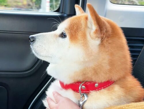 柴犬がいるときに車の中でおにぎりを開封してはいけません。