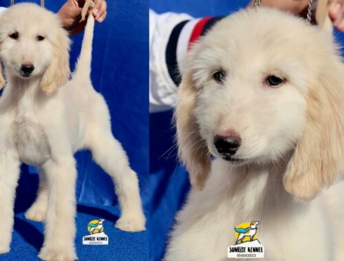 White Afghan Hound Puppy @35 days || Afghan Hound Puppies in India || #Afghan_Hound 9548400013 ☎️📲