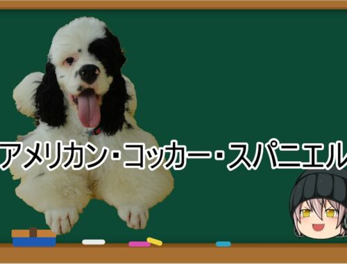 【ゆっくり解説】犬種２７：アメリカン・コッカー・スパニエル