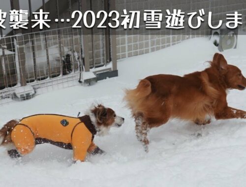 雪が降って嬉しい犬達♪コーイケルホンディエのテラとノバスコシアダックトーリングレトリバーのピコとの暮らし