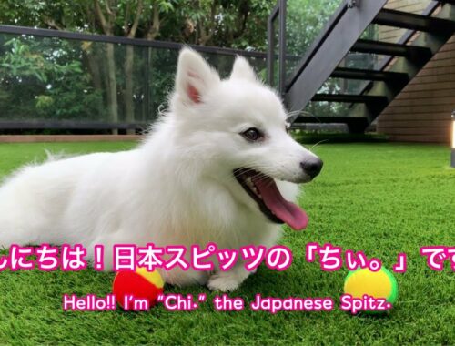 【チャンネル紹介動画】はじめまして！日本スピッツのちぃ。です！  [Channel Trailer] Hello! I am "Chi." the Japanese Spitz.
