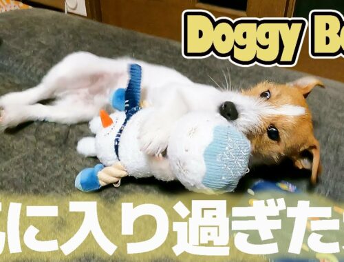 【初ドギボ】Doggy Box試してみたよ！おもちゃ気に入りすぎて大満足！