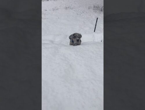 Neapolitan mastiff Merle mix puppies playing in snow