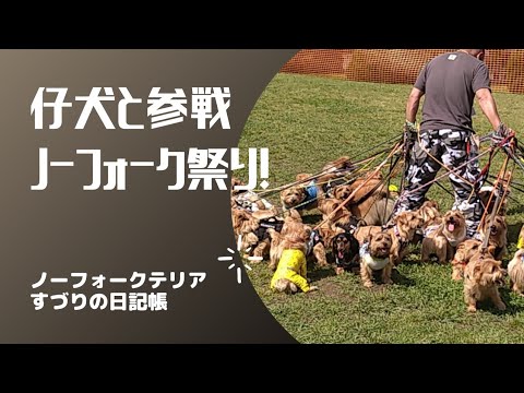 仔犬と参戦ノーフォーク祭り！【ノーフォークテリア】