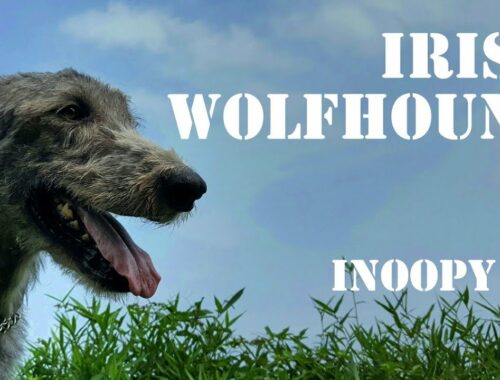 【ATTACK】Irish wolfhound アイリッシュウルフハウンド