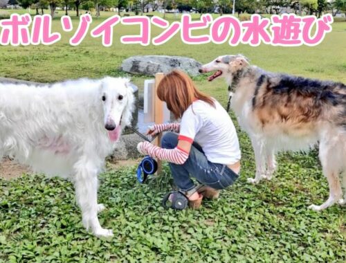 水遊びを 楽しむ 大型犬ボルゾイコンビ!!