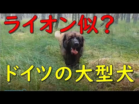 ライオン似のレオンベルガーは水が大好き ドイツ出身の大型犬 - 面白いペット動画 Funny Dog Leonberger