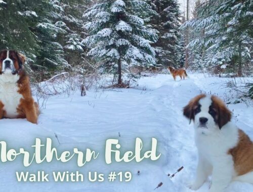 【超大型犬とカナダで田舎暮らし・海外生活】セントバーナード子犬 ボウの成長記／一緒に散歩しよう#19／犬Vlog